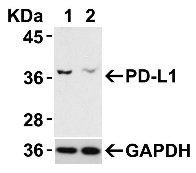 PD-L1 Antibody in Western Blot (WB)