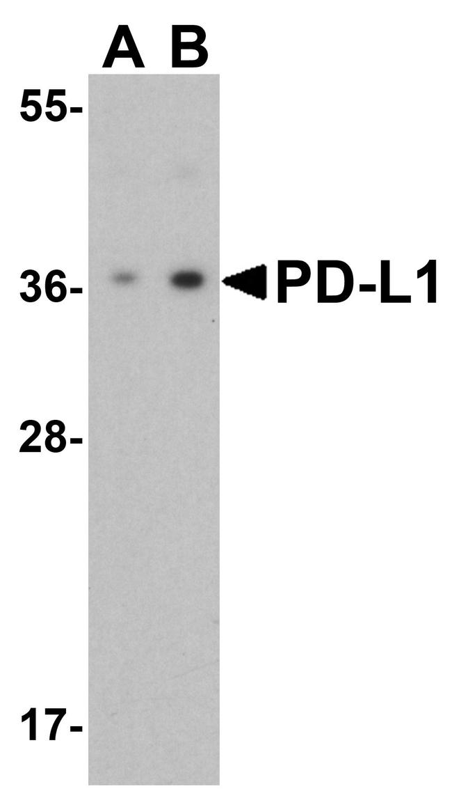 PD-L1 Antibody in Western Blot (WB)