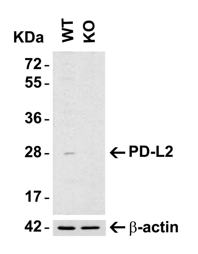 CD273 (B7-DC) Antibody in Western Blot (WB)