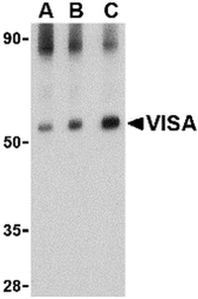 MAVS Antibody in Western Blot (WB)