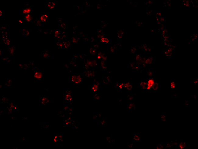 p53AIP1 Antibody in Immunocytochemistry (ICC/IF)