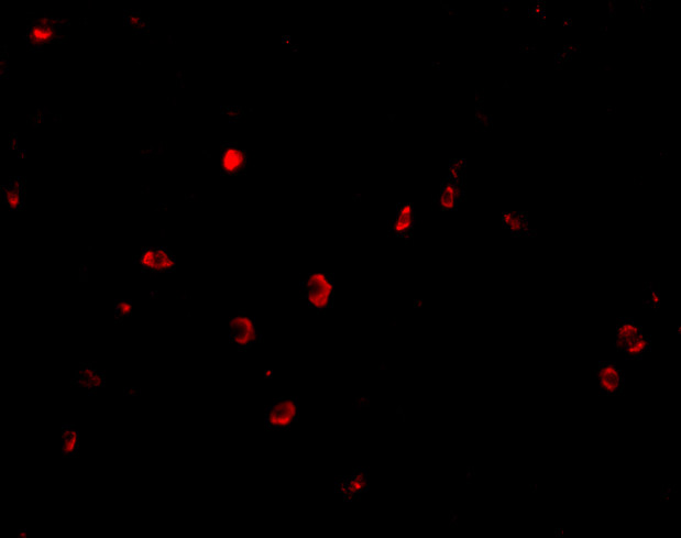 CD82 Antibody in Immunocytochemistry (ICC/IF)