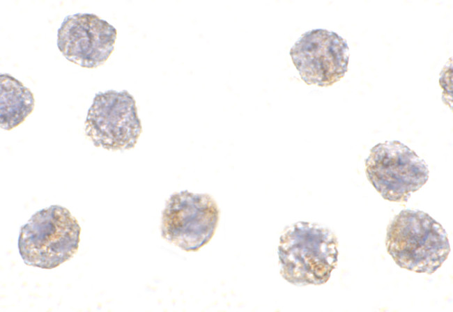 PCBP4 Antibody in Immunocytochemistry (ICC/IF)