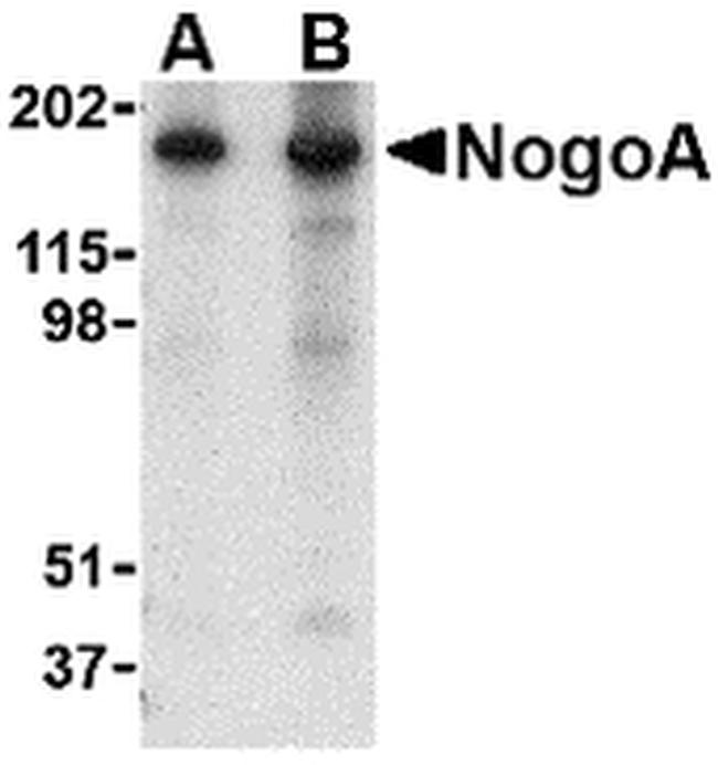 Nogo-A Antibody in Western Blot (WB)