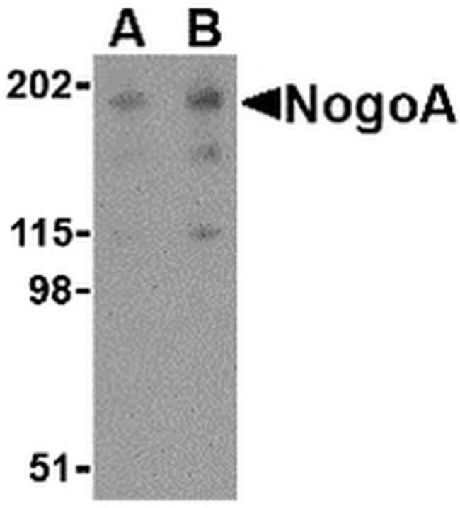 Nogo-A Antibody in Western Blot (WB)