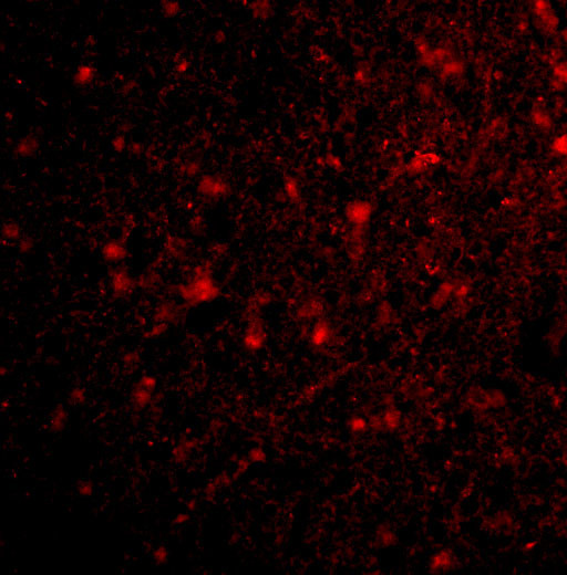 HAP1 Antibody in Immunocytochemistry (ICC/IF)