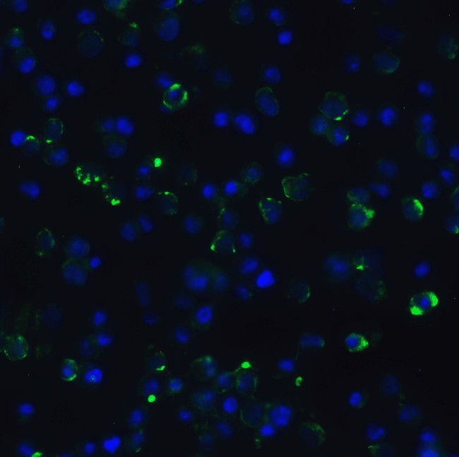 p16INK4a Antibody in Immunocytochemistry (ICC/IF)