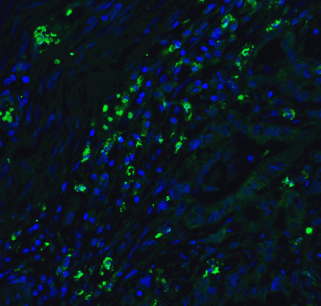 p16INK4a Antibody in Immunohistochemistry (PFA fixed) (IHC (PFA))