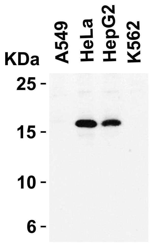 p16INK4a Antibody in Western Blot (WB)