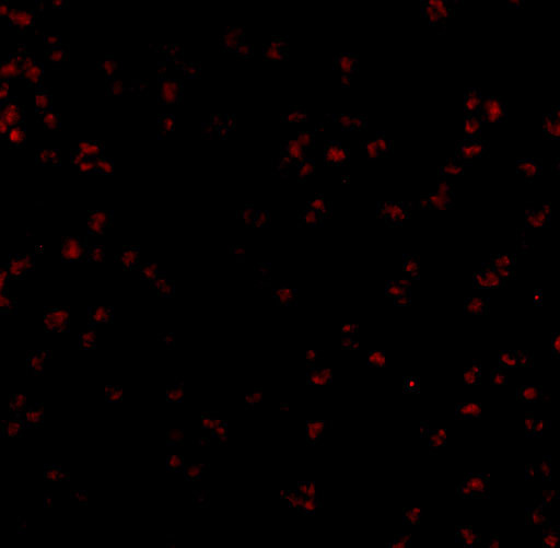 Bub1 Antibody in Immunocytochemistry (ICC/IF)