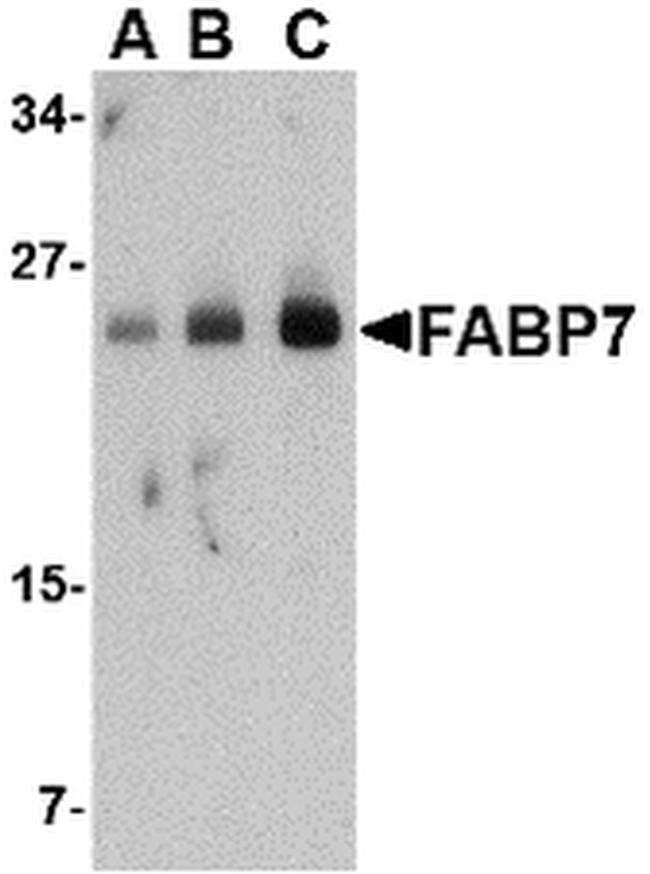 FABP7 Antibody in Western Blot (WB)