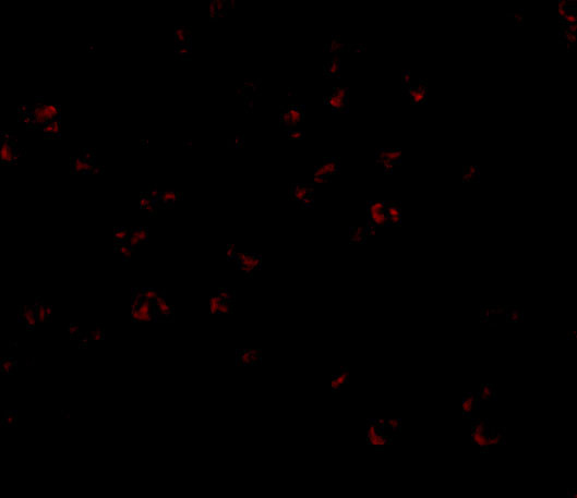 Bub3 Antibody in Immunocytochemistry (ICC/IF)