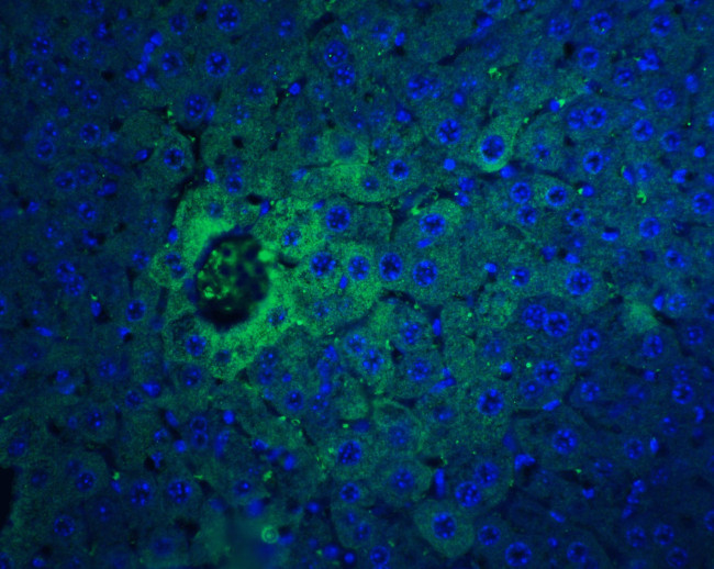 IFN beta Antibody in Immunohistochemistry (PFA fixed) (IHC (PFA))