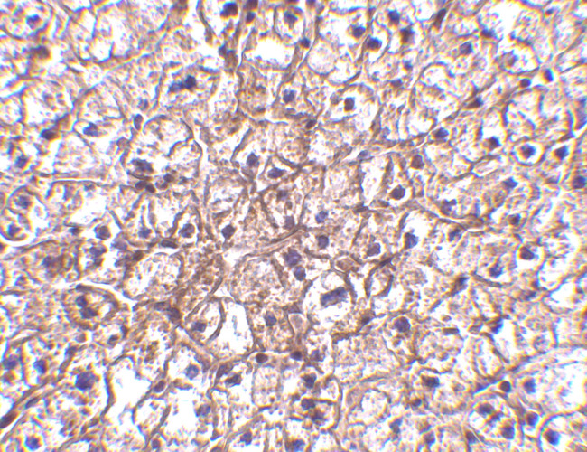 IFN beta Antibody in Immunohistochemistry (Paraffin) (IHC (P))