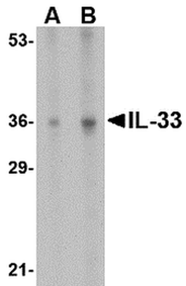 IL-33 Antibody in Western Blot (WB)