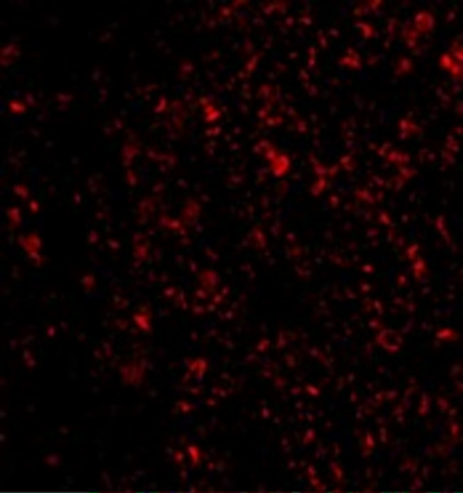 IL-33 Antibody in Immunohistochemistry (Paraffin) (IHC (P))