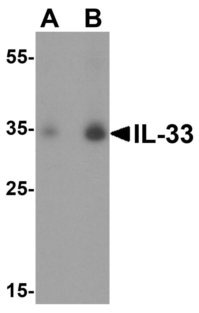 IL-33 Antibody in Western Blot (WB)