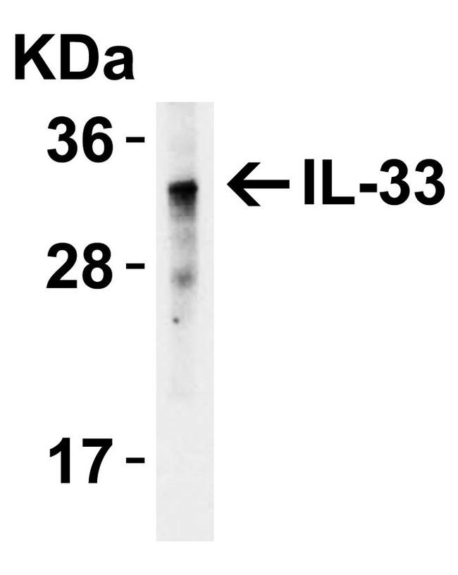 IL-33 Antibody in Western Blot (WB)