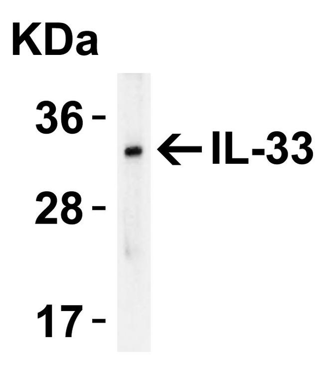 IL-33 Antibody in Western Blot (WB)