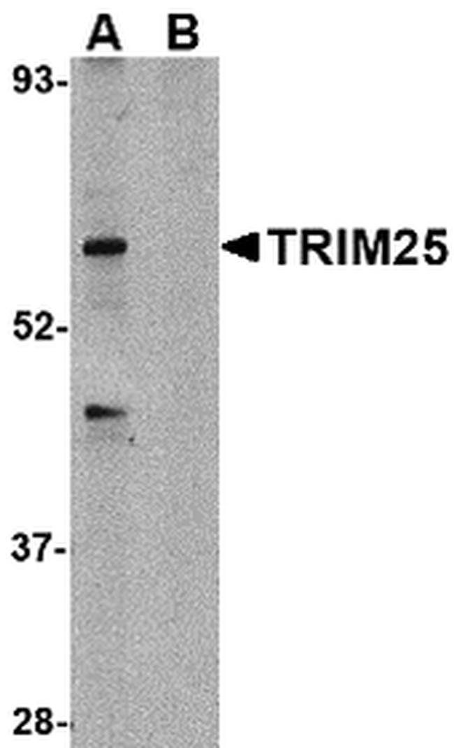 TRIM25 Antibody in Western Blot (WB)