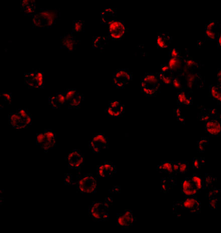 TRIM25 Antibody in Immunocytochemistry (ICC/IF)