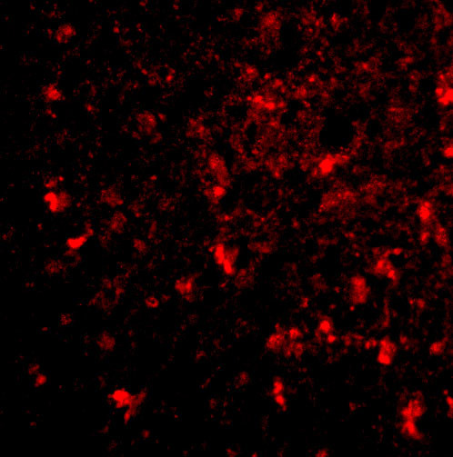 BRE Antibody in Immunohistochemistry (IHC)