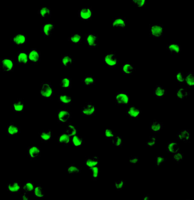 PTEN Antibody in Immunocytochemistry (ICC/IF)