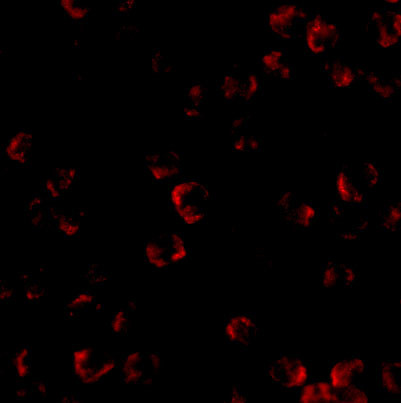 Kinesin 5A Antibody in Immunocytochemistry (ICC/IF)