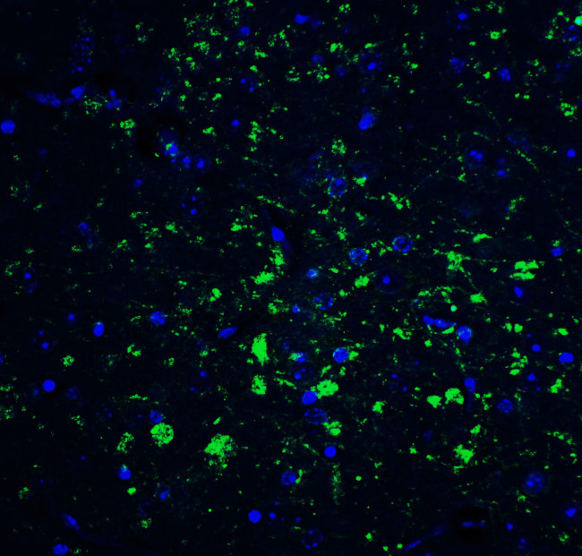 CDNF Antibody in Immunohistochemistry (IHC)