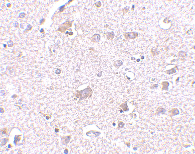 CDNF Antibody in Immunohistochemistry (IHC)