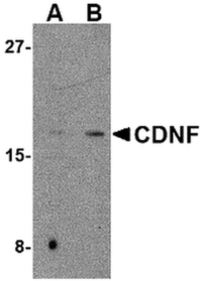 CDNF Antibody in Western Blot (WB)