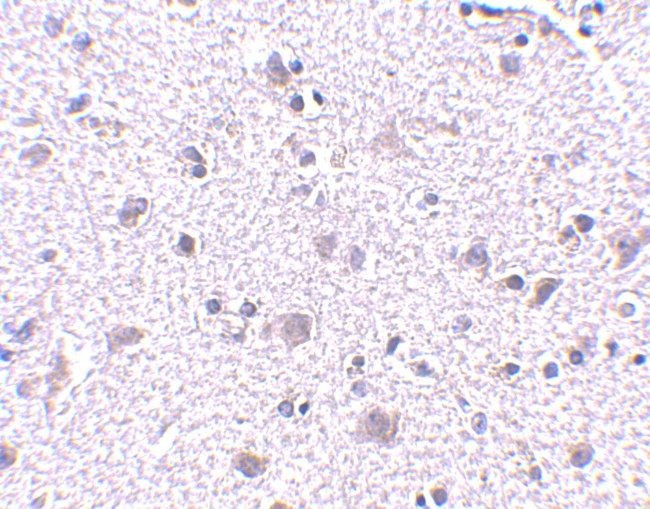 CDNF Antibody in Immunohistochemistry (IHC)