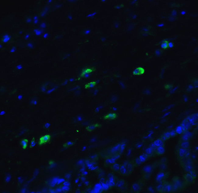 ARMET Antibody in Immunocytochemistry (ICC/IF)