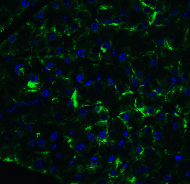 ARMET Antibody in Immunocytochemistry (ICC/IF)