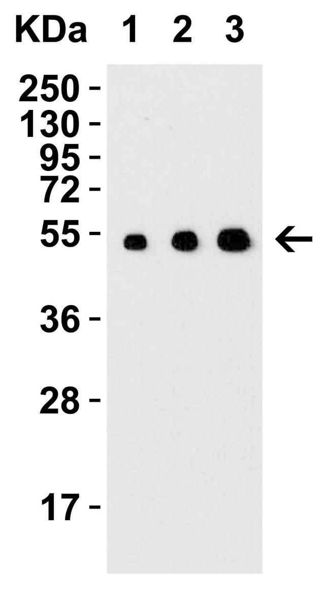 ARMET Antibody in Western Blot (WB)