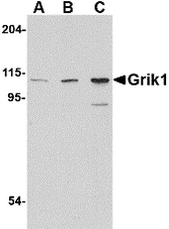 GRIK1 Antibody in Western Blot (WB)