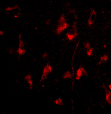 ATG12 Antibody in Immunocytochemistry (ICC/IF)