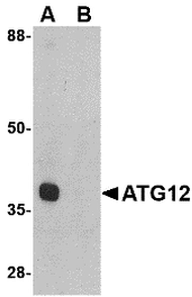 ATG12 Antibody in Western Blot (WB)