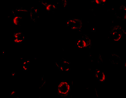 CXCR4 Antibody in Immunocytochemistry (ICC/IF)