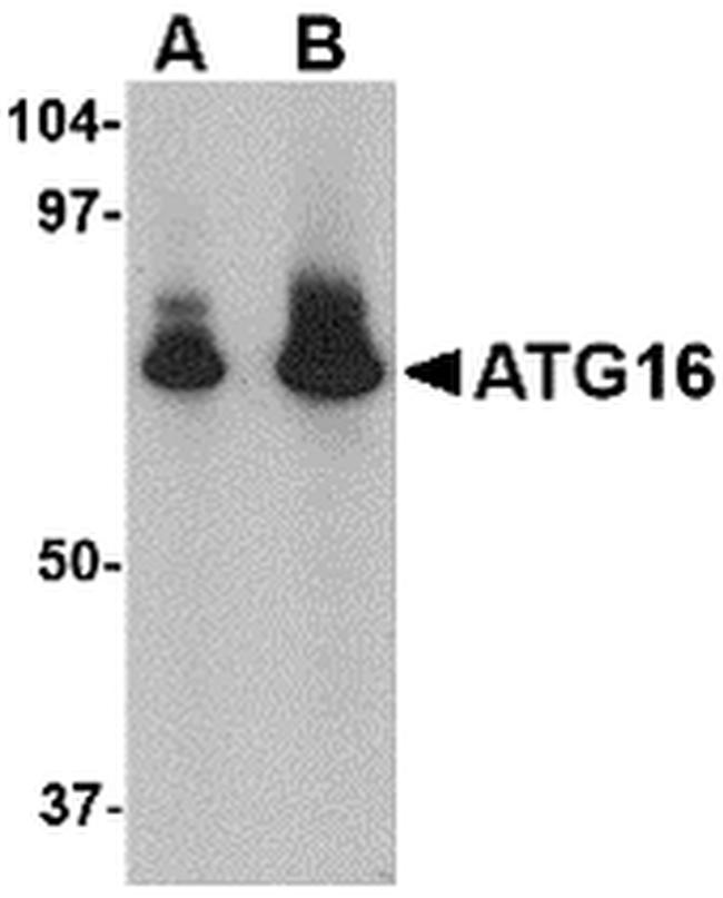 ATG16L1 Antibody in Western Blot (WB)