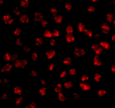 FGF4 Antibody in Immunocytochemistry (ICC/IF)