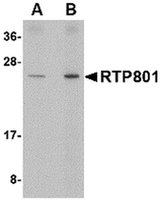 DDIT4 Antibody in Western Blot (WB)