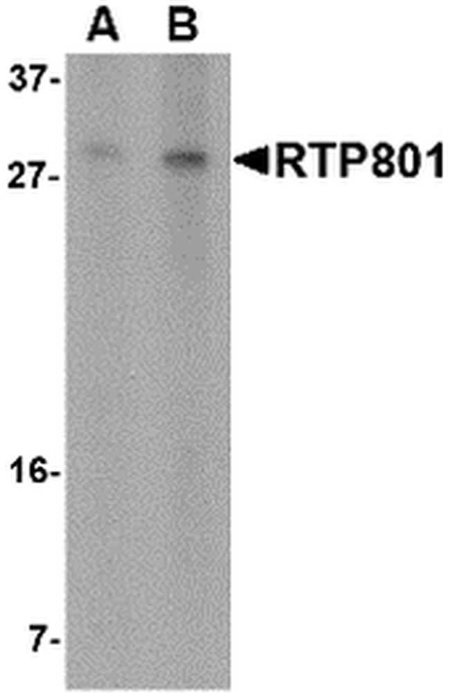 DDIT4 Antibody in Western Blot (WB)