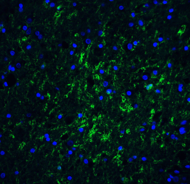 IRGM Antibody in Immunohistochemistry (IHC)