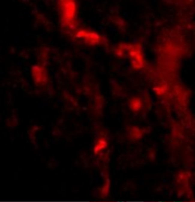 IRGM Antibody in Immunohistochemistry (IHC)