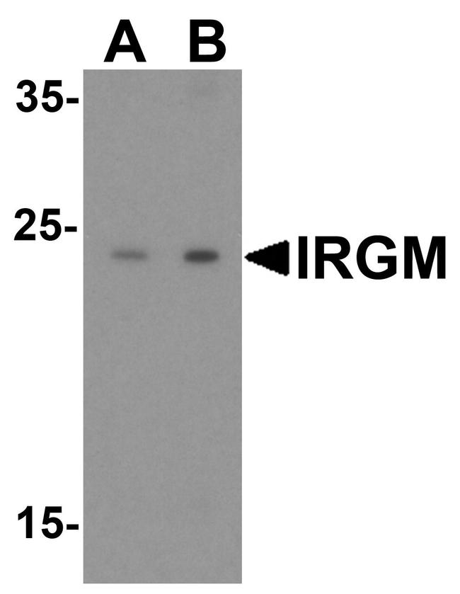 IRGM Antibody in Western Blot (WB)