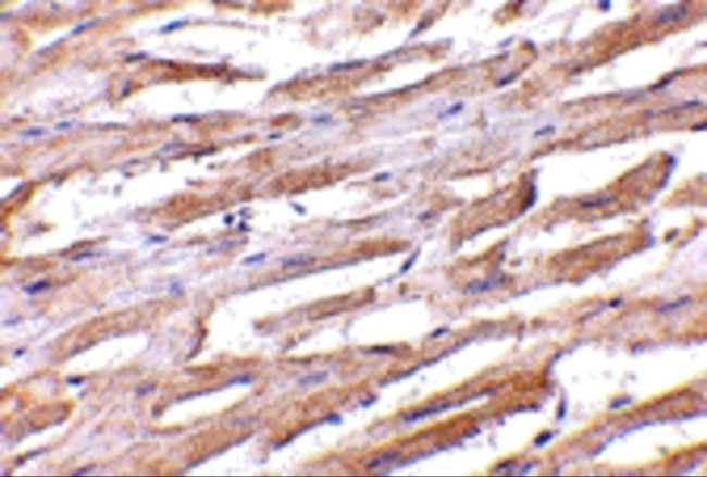 UNC93B1 Antibody in Immunohistochemistry (IHC)