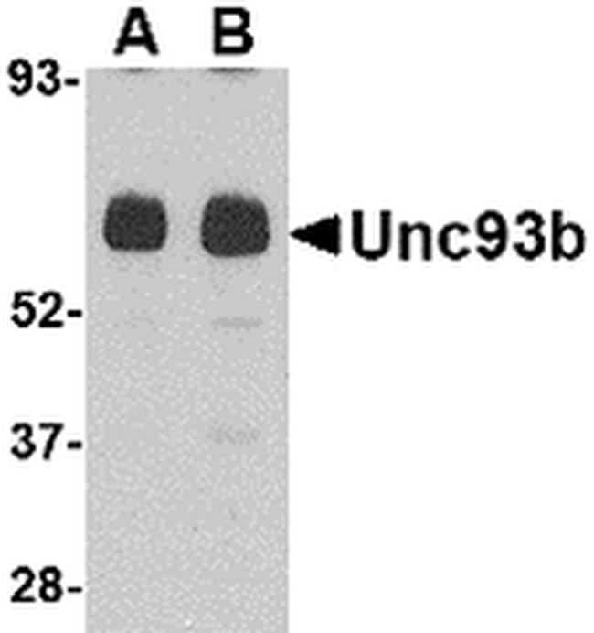 UNC93B1 Antibody in Western Blot (WB)