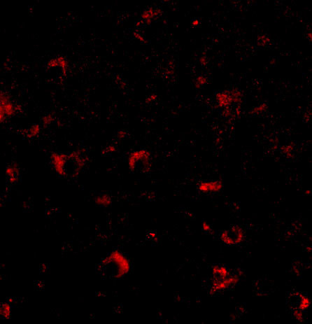 AMBRA1 Antibody in Immunocytochemistry (ICC/IF)