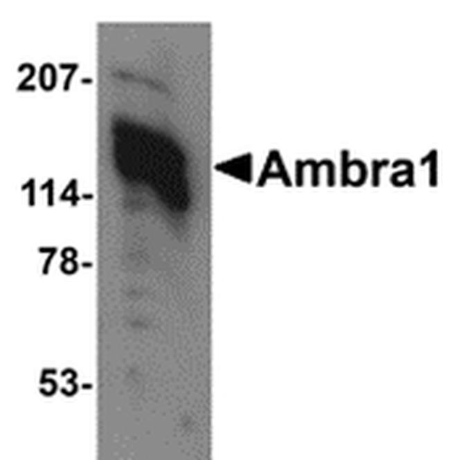 AMBRA1 Antibody in Western Blot (WB)